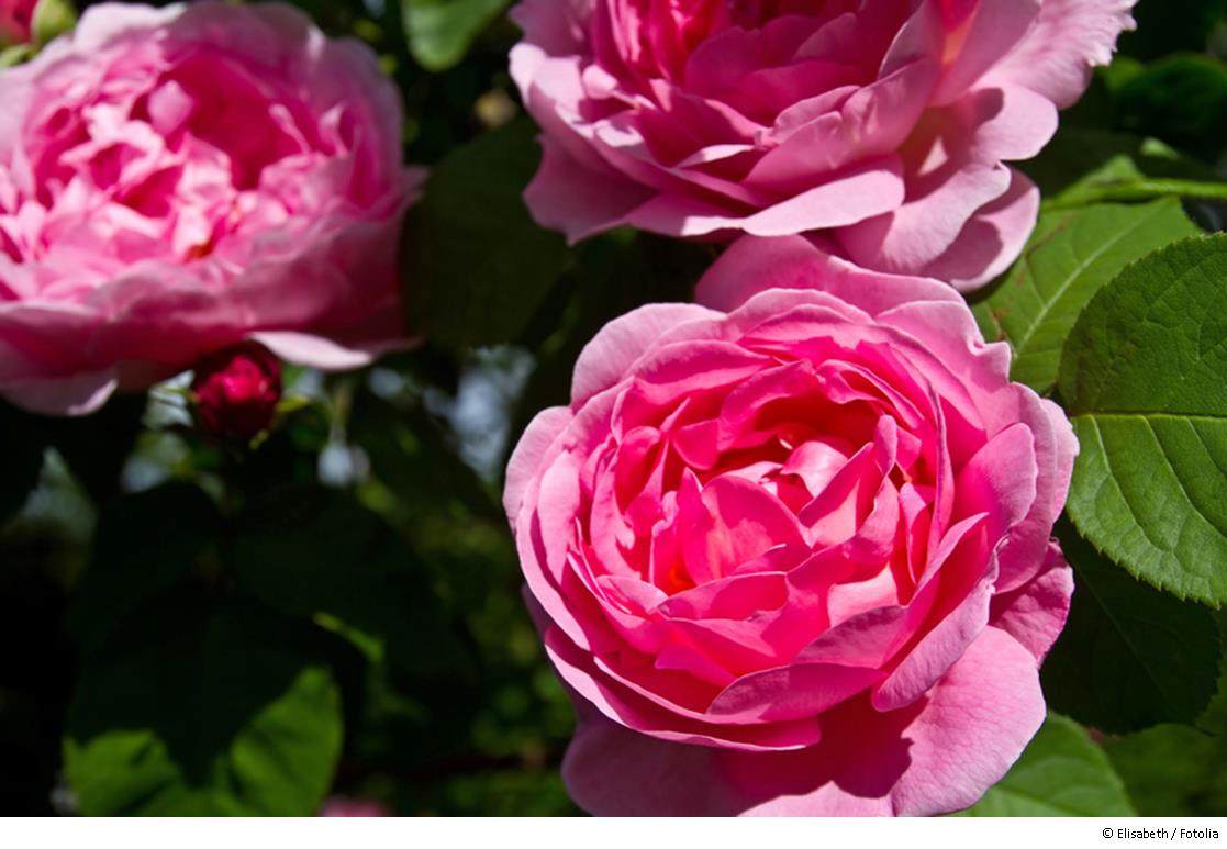 Schonheiten Am Rosenbogen Englische Ramblerrosen